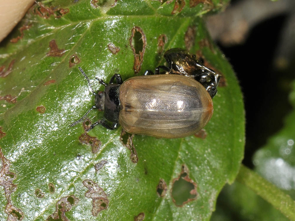 Linaeidea aenea - (Chrysomelidae) - Cambio di abito